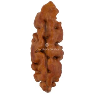 1 Mukhi Java Rudraksha 15.49 mm front view