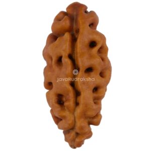 1 Mukhi Java Rudraksha 15.88 mm front view