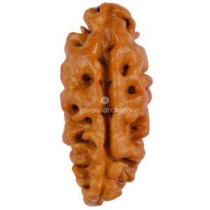 1 Mukhi Java Rudraksha 17.78 mm front view
