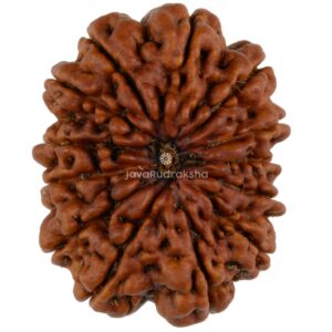 13 Mukhi Java Rudraksha 27.36 mm top view