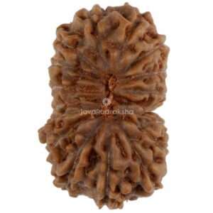 17 Mukhi Java Rudraksha 16.16 mm top view