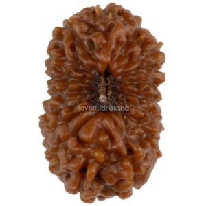 17 Mukhi Java Rudraksha 17.66 mm top view