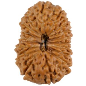 17 Mukhi Java Rudraksha 23.19 mm top view