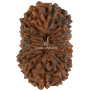 18 Mukhi Java Rudraksha 18.72 mm top view