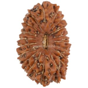 19 Mukhi Java Rudraksha 18.79 mm top view