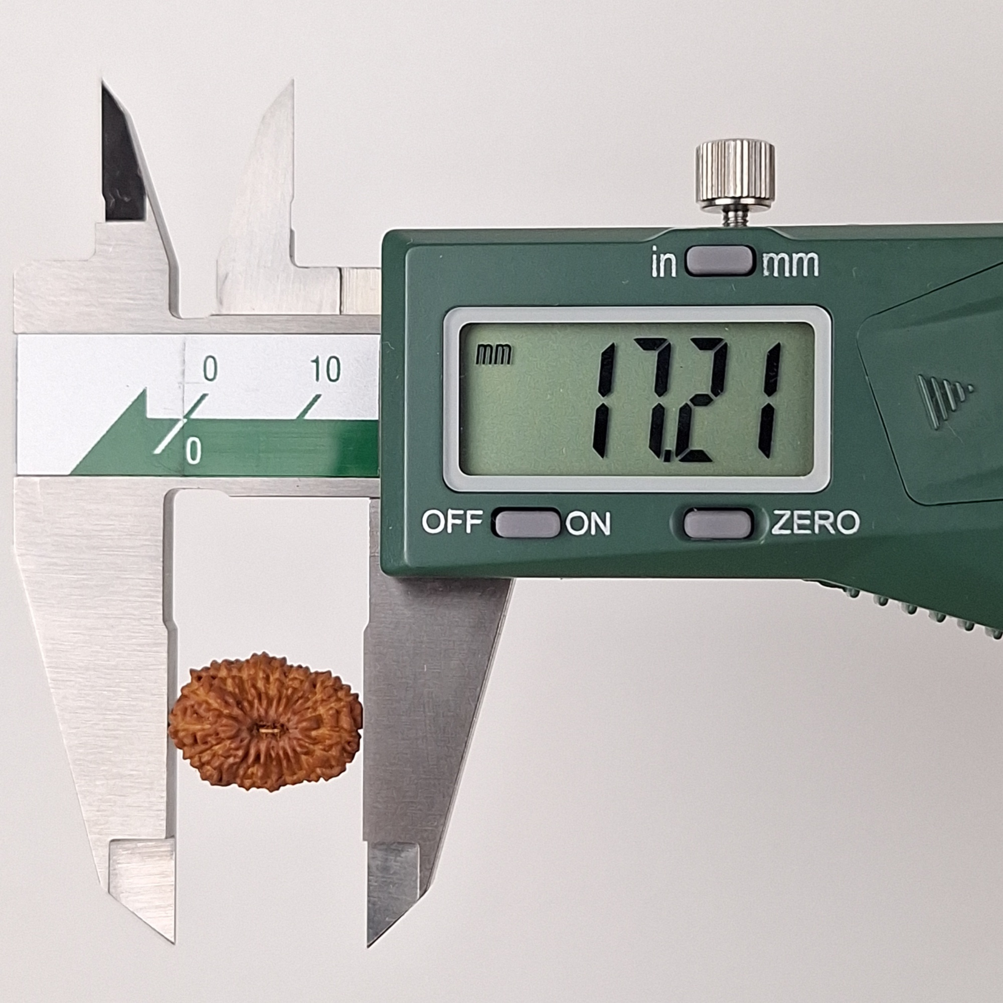 20 Mukhi Java Rudraksha 17.21 mm length measurement