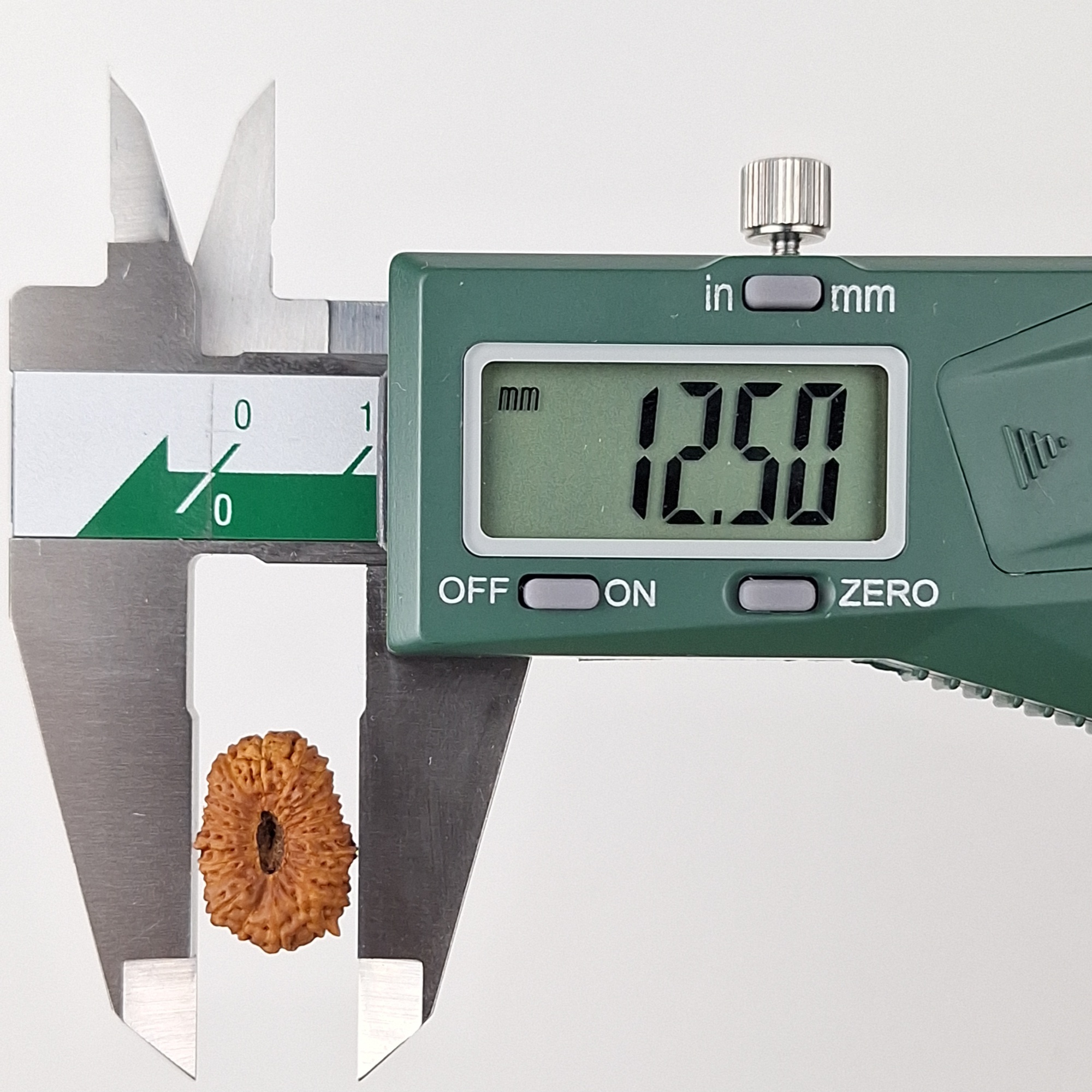 20 Mukhi Java Rudraksha 12.50 mm width measurement