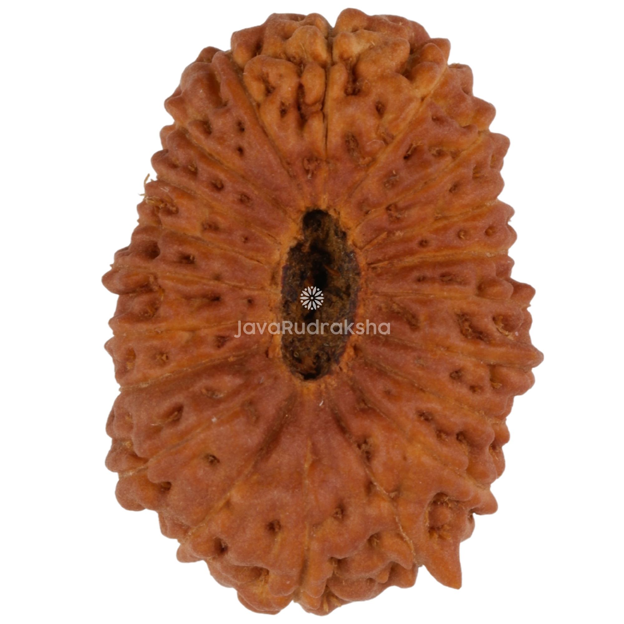 20 Mukhi Java Rudraksha 17.21 mm bottom view