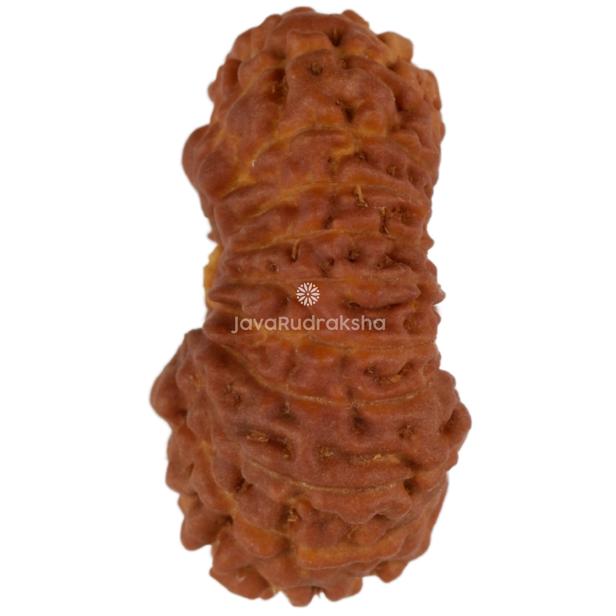 20 Mukhi Java Rudraksha 17.21 mm left side angle