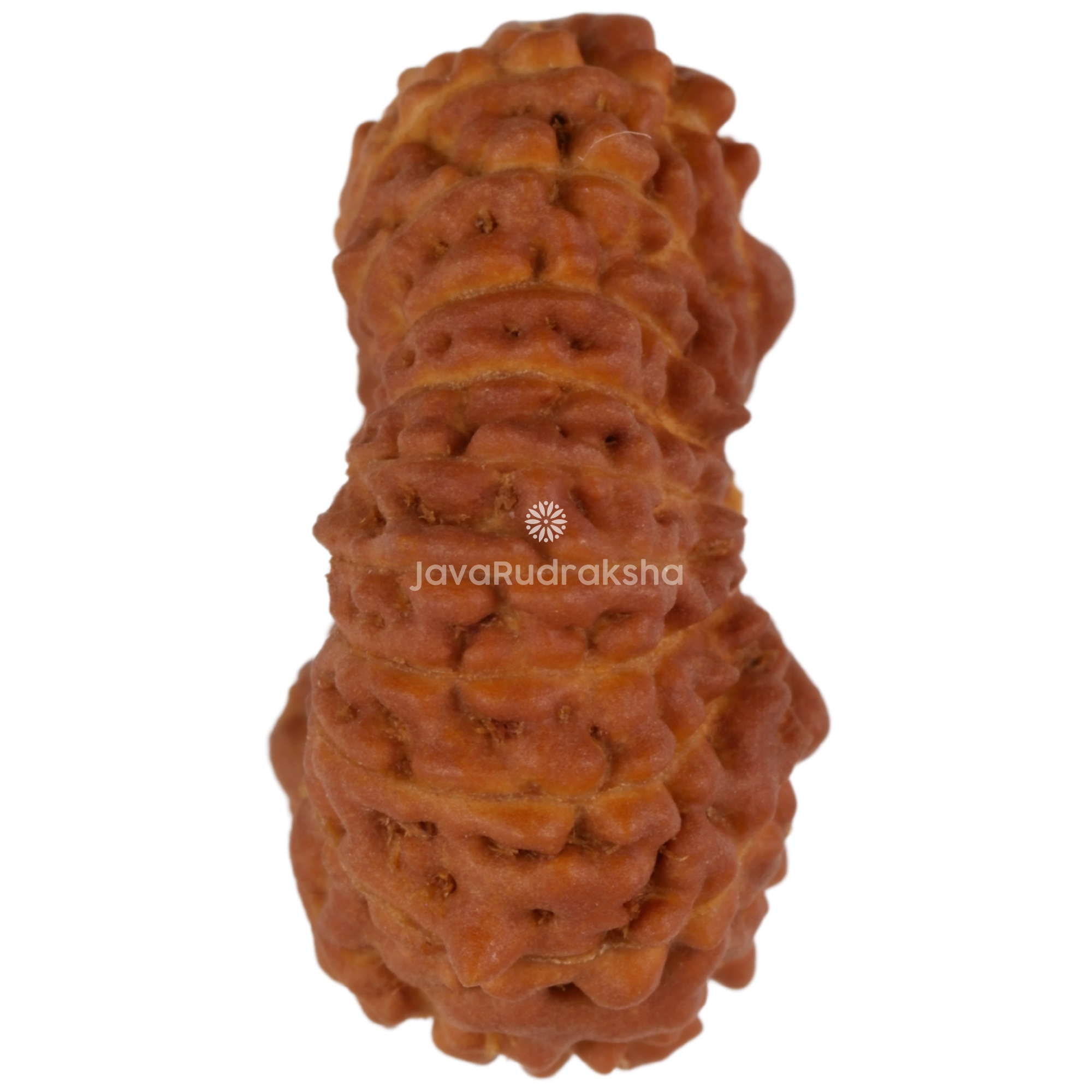 20 Mukhi Java Rudraksha 17.21 mm right side angle