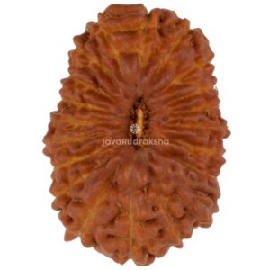 20 Mukhi Java Rudraksha 17.21 mm top view