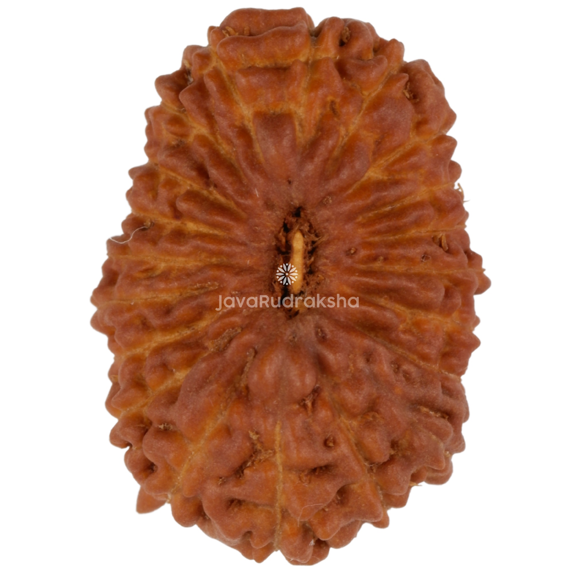 20 Mukhi Java Rudraksha 17.21 mm top view