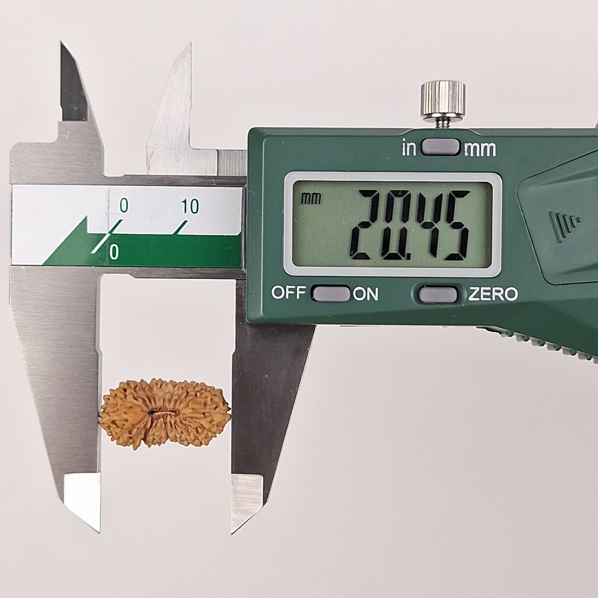 22 Mukhi Java Rudraksha 20.45 mm length measurement