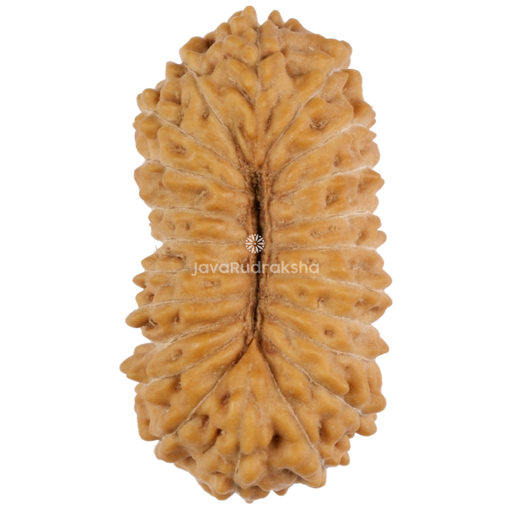 22 Mukhi Java Rudraksha 20.45 mm bottom view