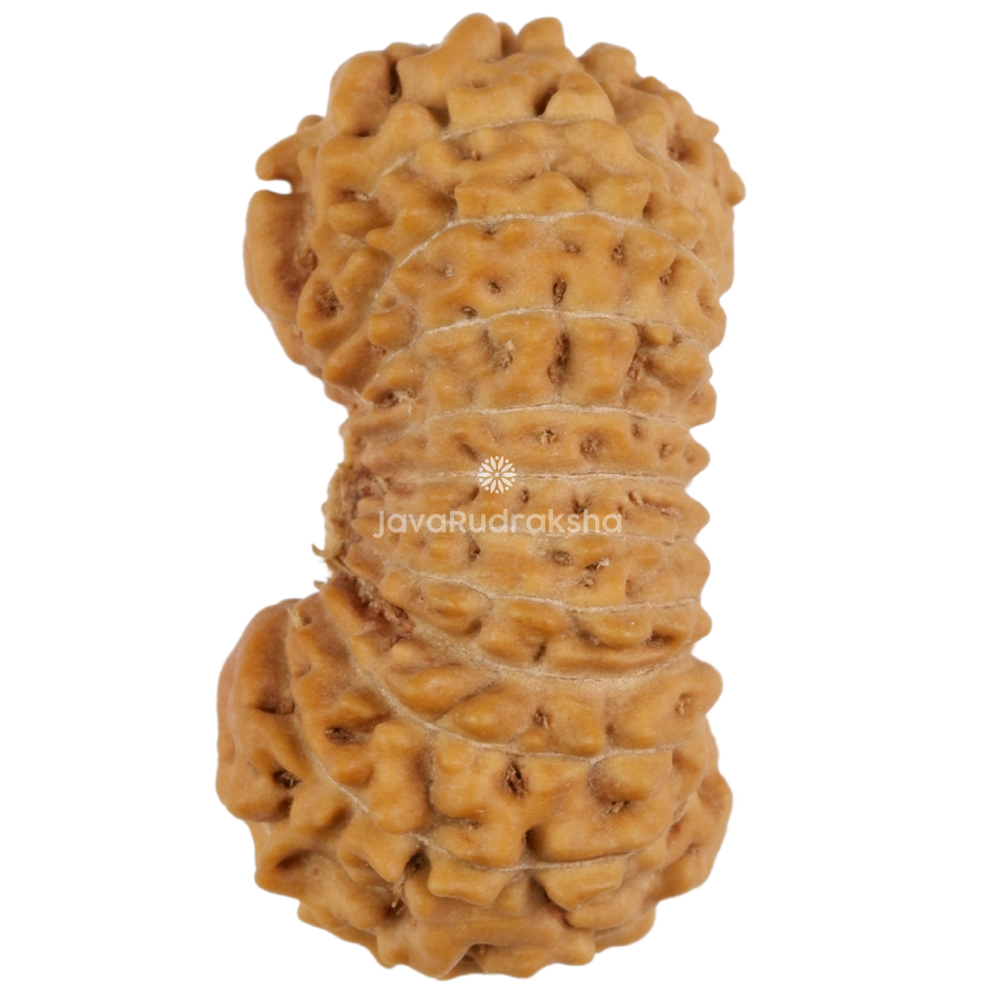 22 Mukhi Java Rudraksha 20.45 mm left side view