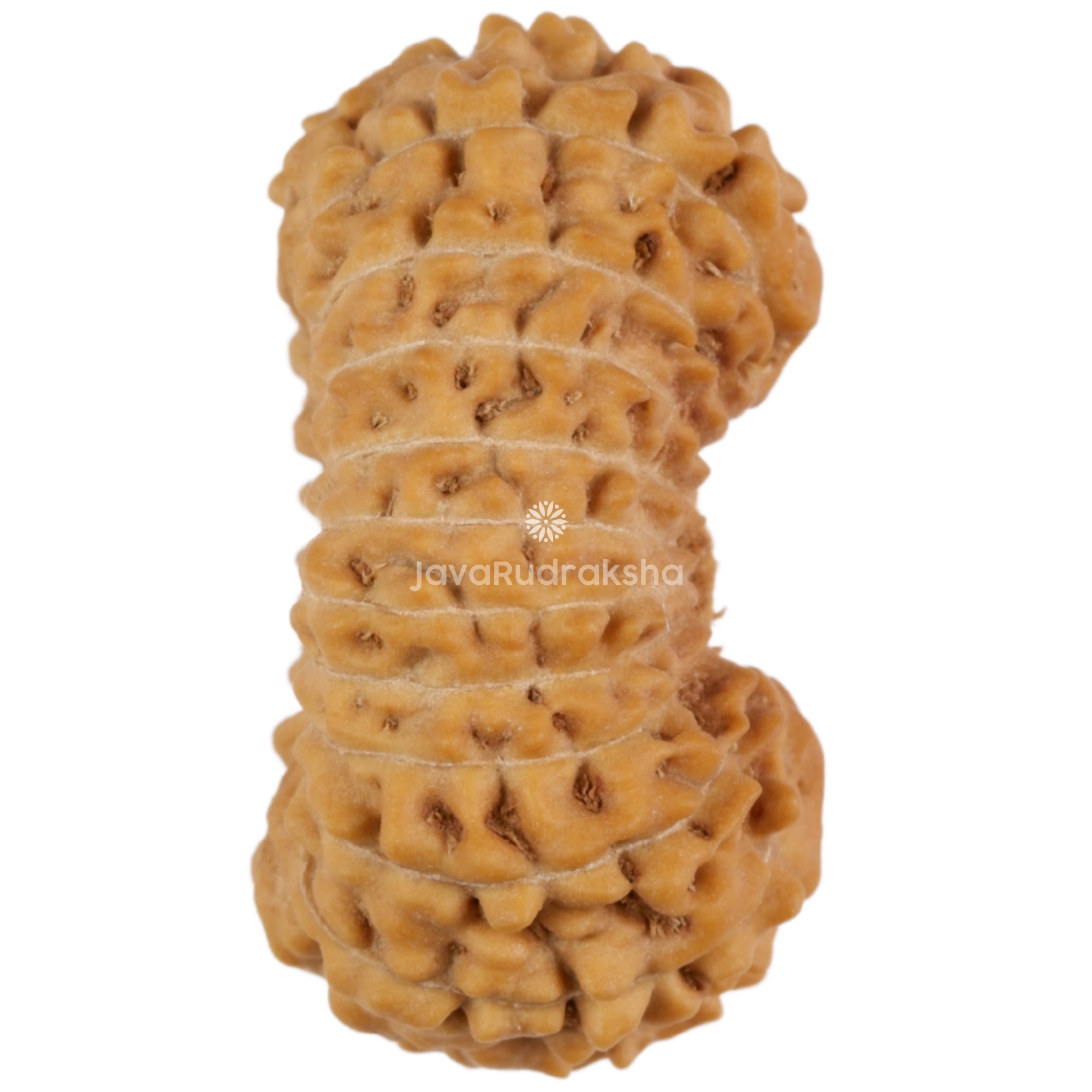22 Mukhi Java Rudraksha 20.45 mm right side view