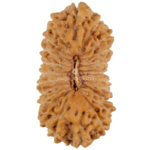 22 Mukhi Java Rudraksha 20.45 mm top view