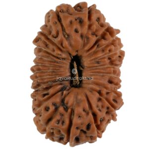 22 Mukhi Java Rudraksha 21.78 mm top view