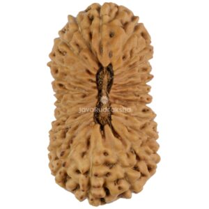 23 Mukhi Java Rudraksha 27.80 mm top view