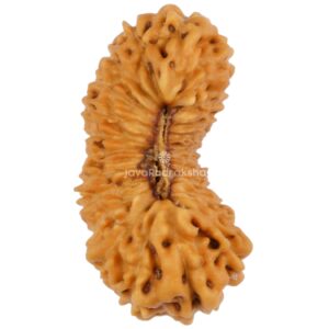 24 Mukhi Java Rudraksha 15.73 mm top view