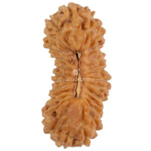 26 Mukhi Java Rudraksha 15.98 mm top view