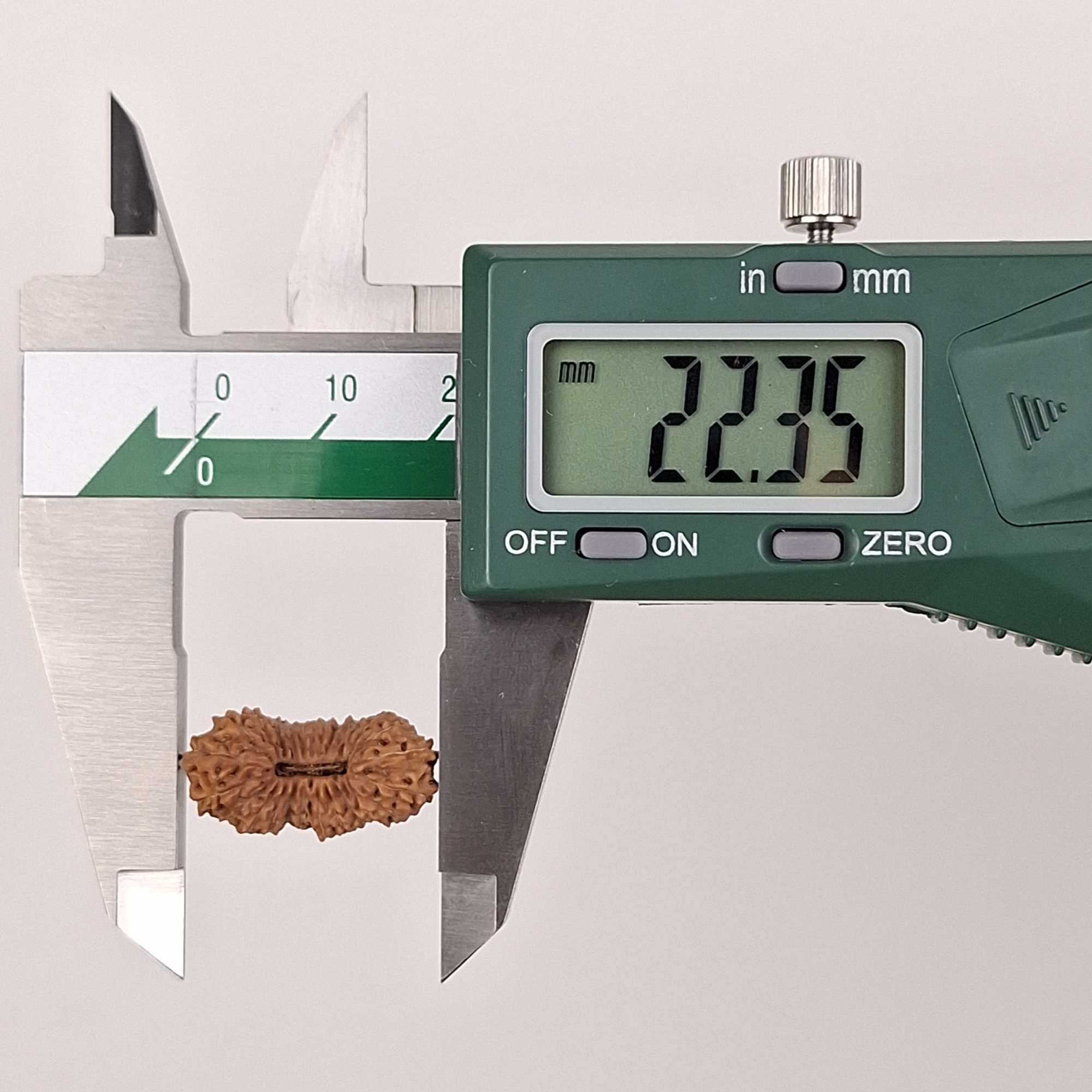 26 Mukhi Java Rudraksha 22.35 mm length measurement