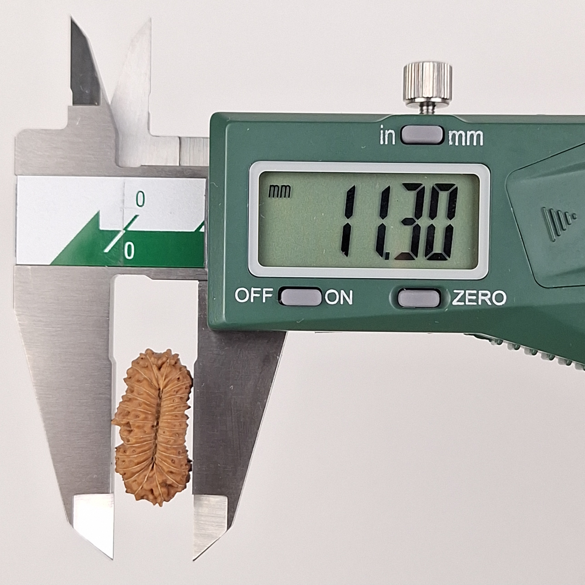 26 Mukhi Java Rudraksha 11.30 mm width measurement