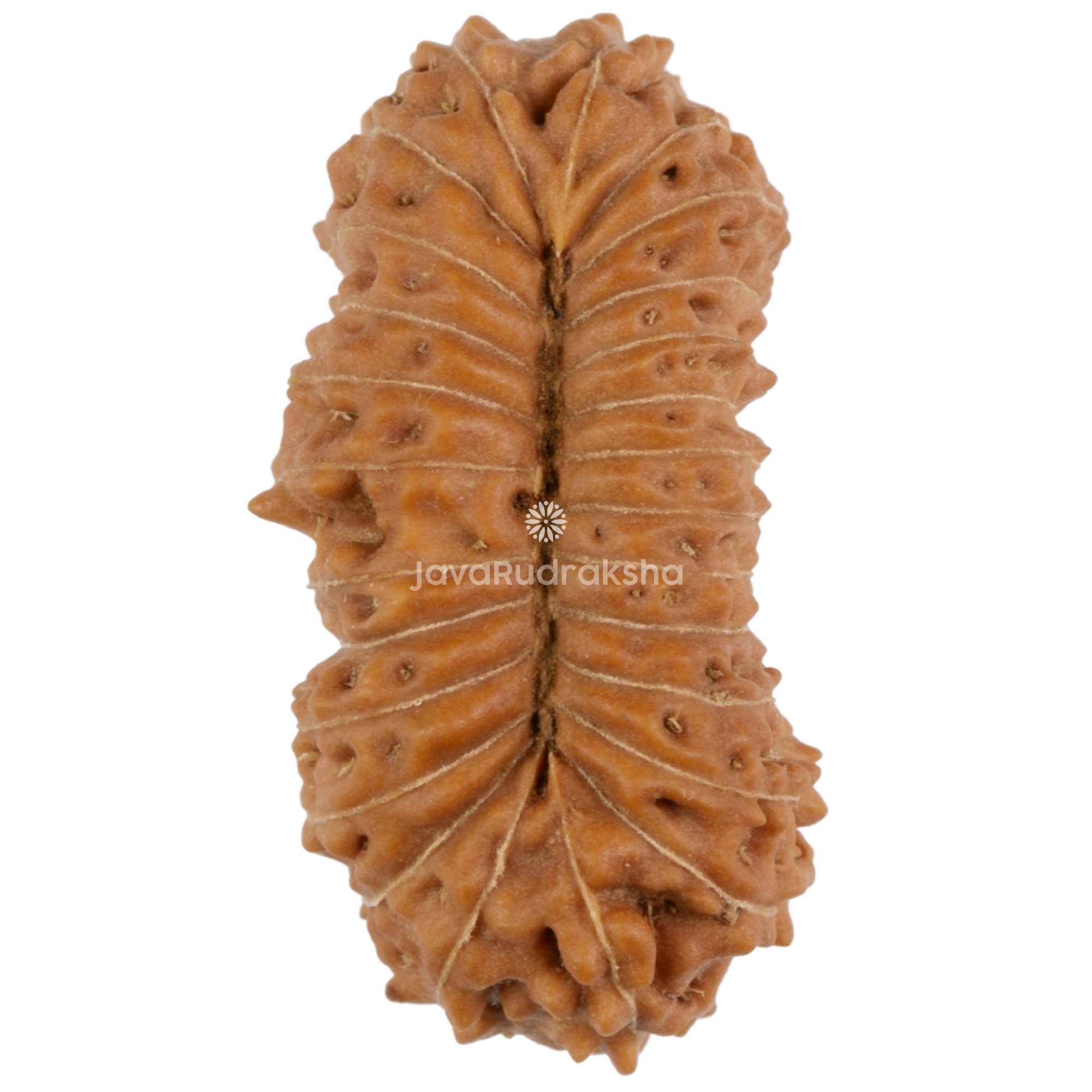 26 Mukhi Java Rudraksha 22.35 mm bottom view