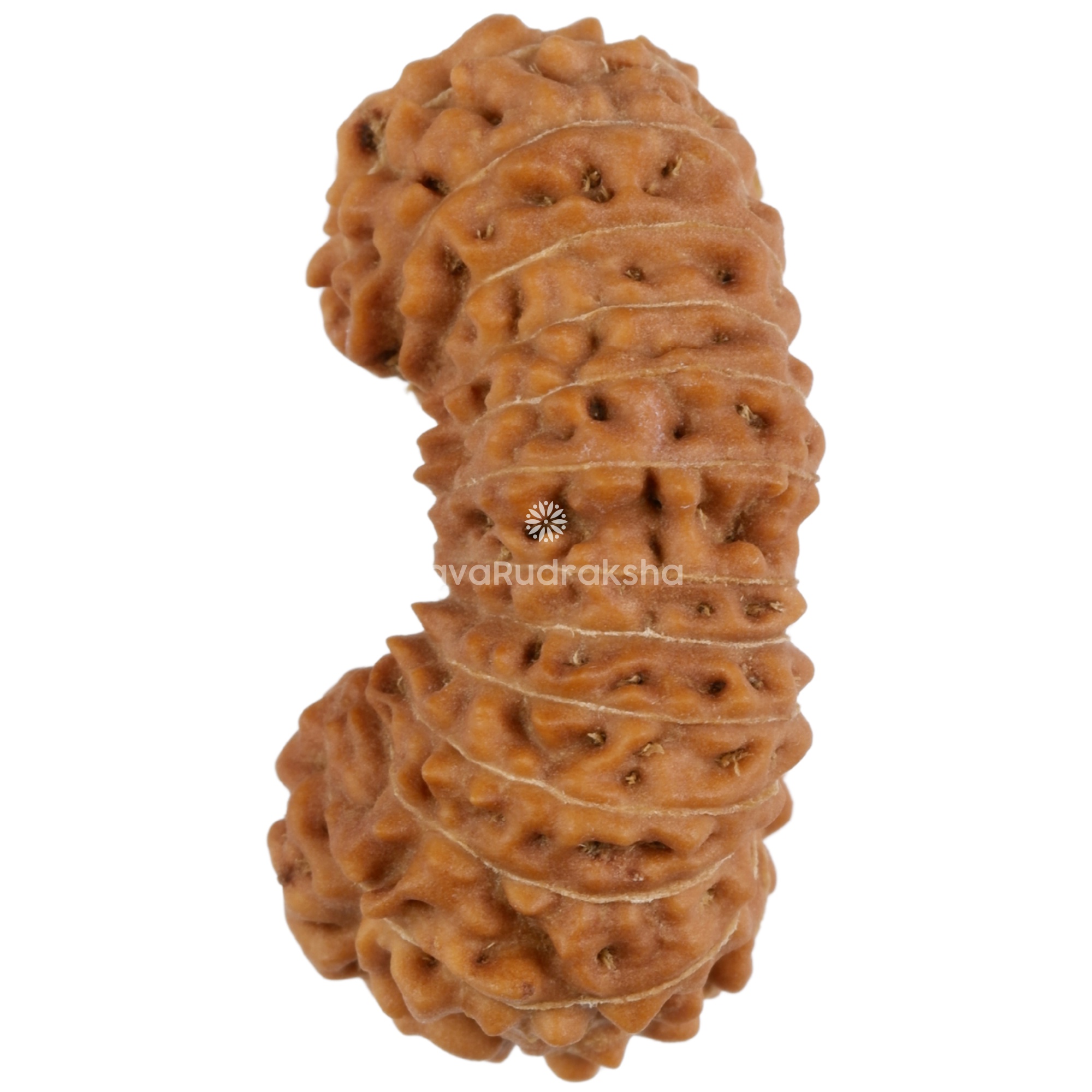 26 Mukhi Java Rudraksha 22.35 mm left side view