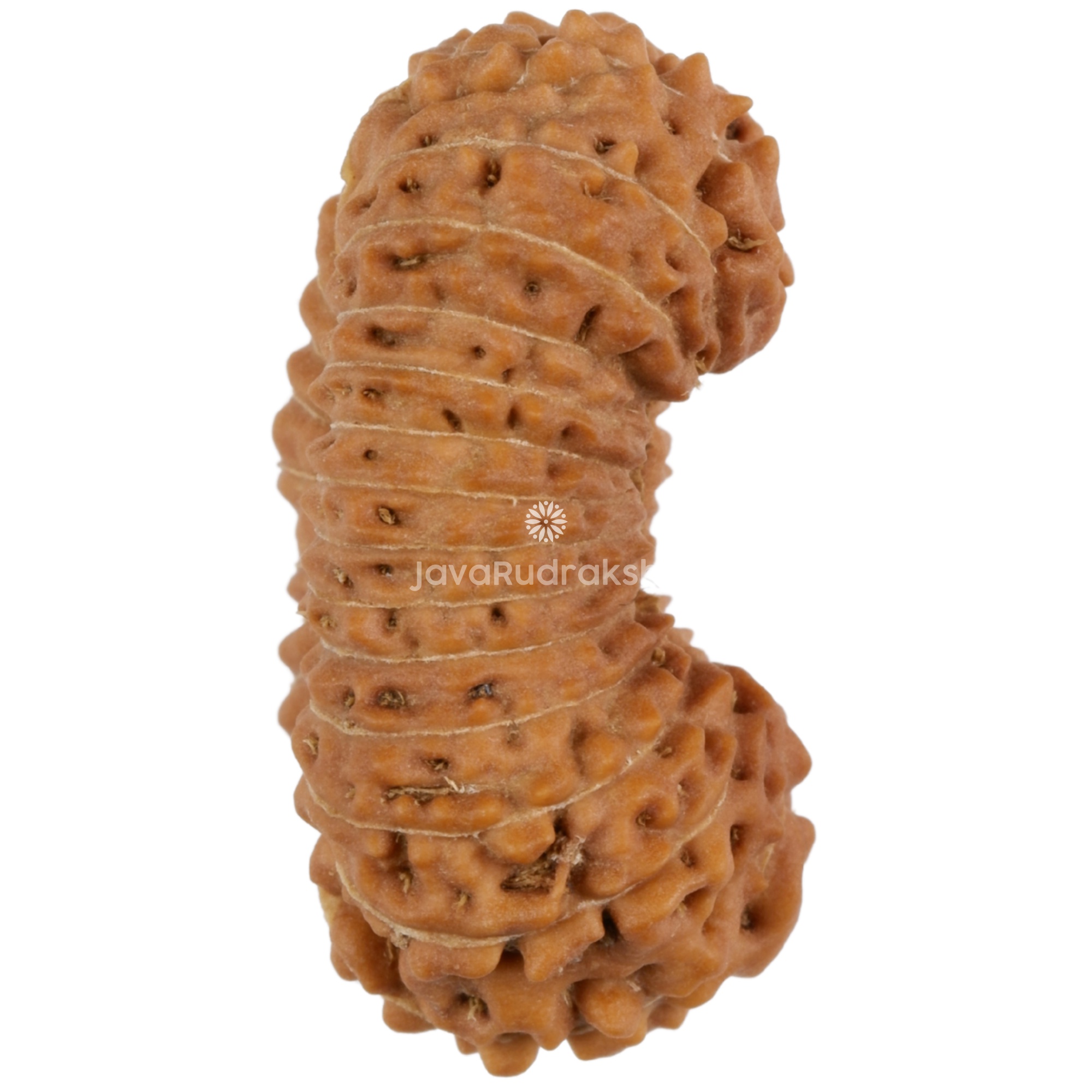 26 Mukhi Java Rudraksha 22.35 mm right side view