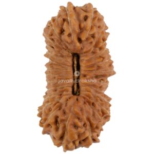 26 Mukhi Java Rudraksha 22.35 mm top view