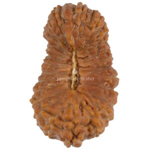 26 Mukhi Java Rudraksha 22.49 mm top view