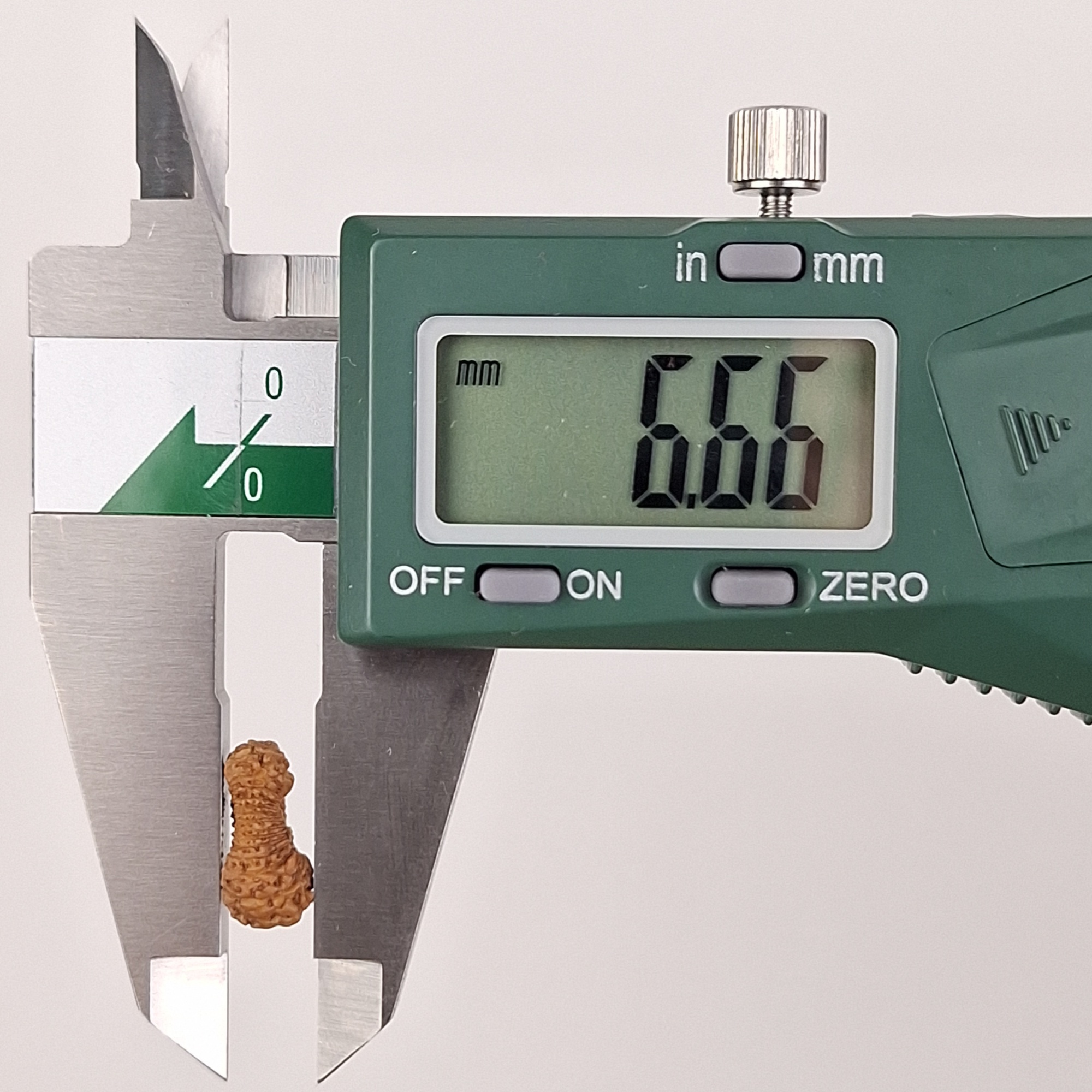 27 Mukhi Java Rudraksha 6.66 mm depth measurement