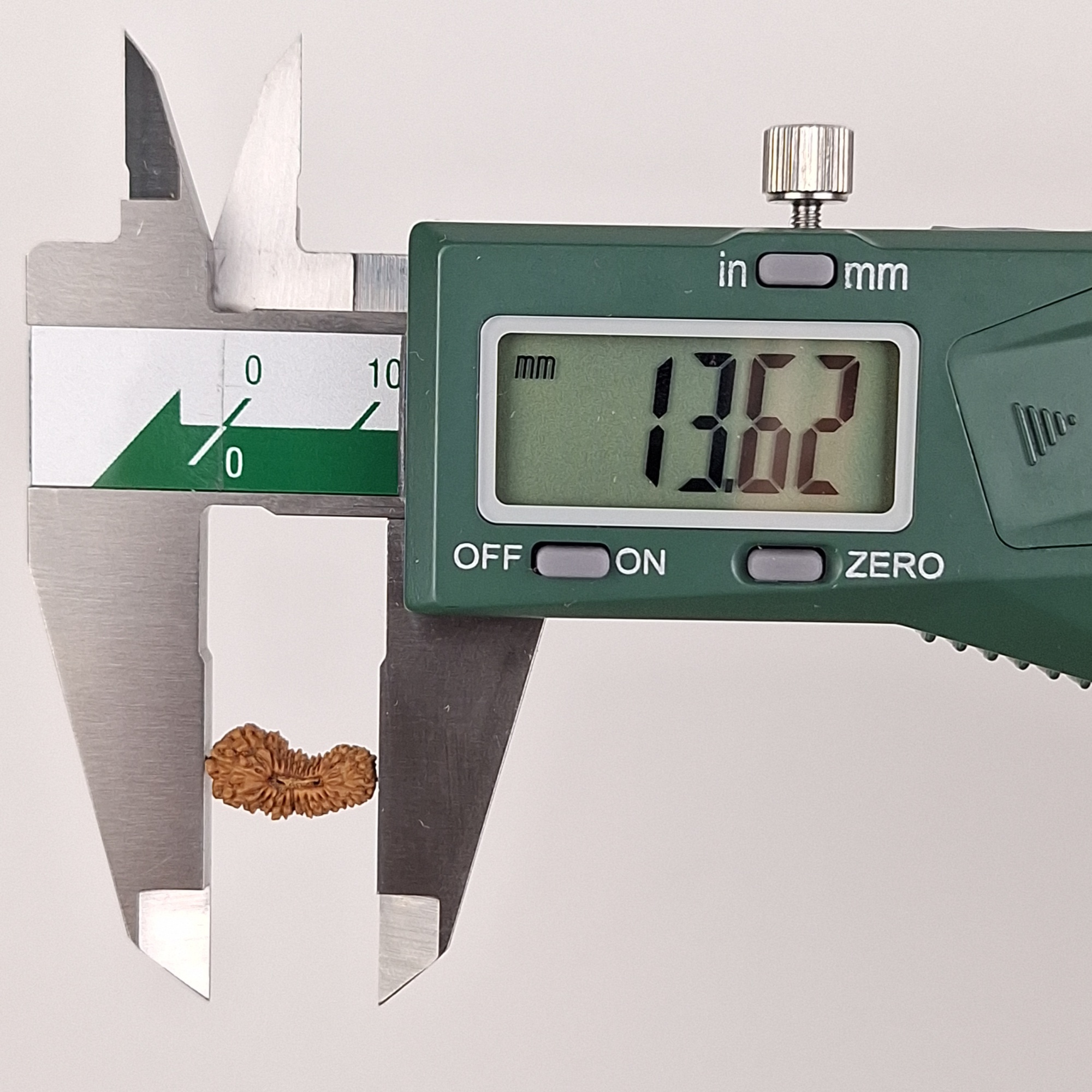 27 Mukhi Java Rudraksha 13.62 mm length measurement