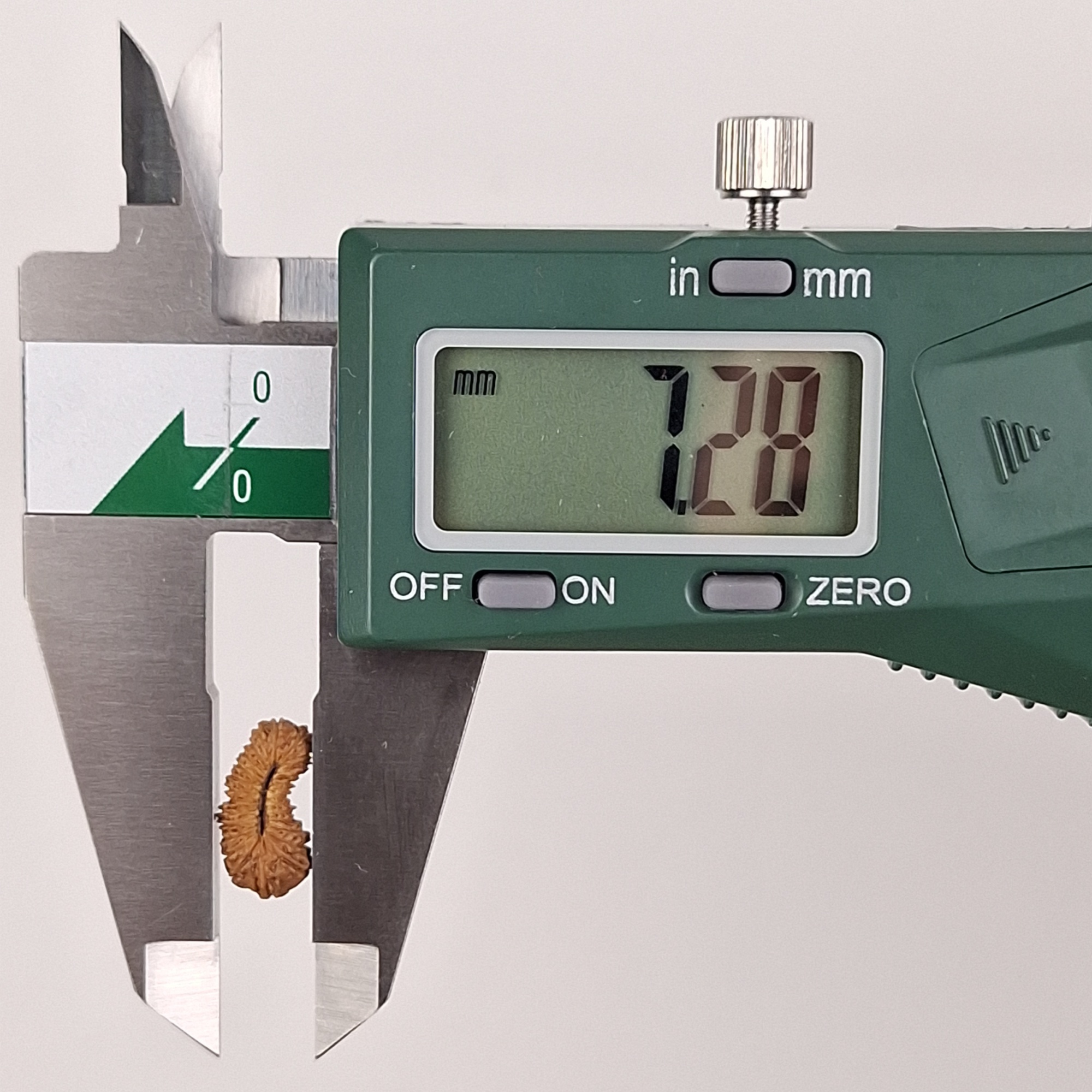 27 Mukhi Java Rudraksha 7.28 mm width measurement