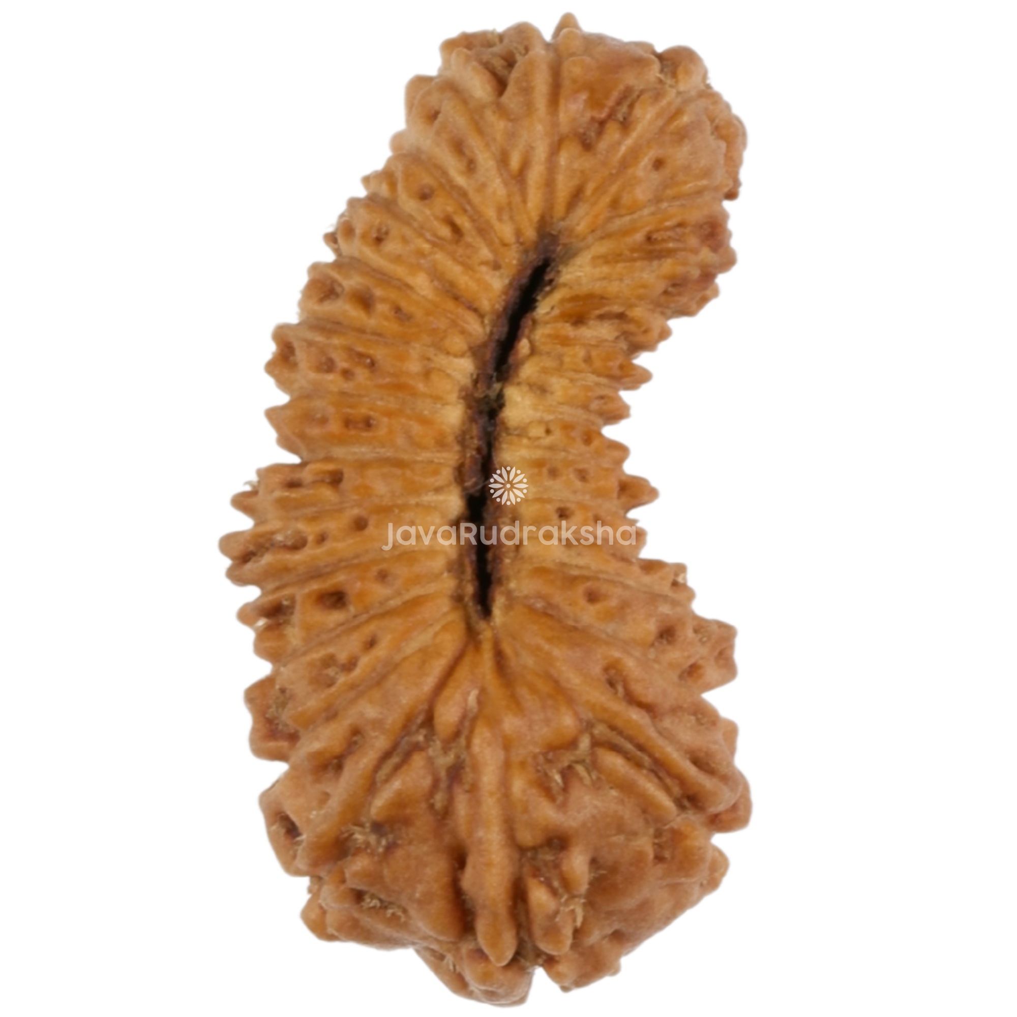 27 Mukhi Java Rudraksha 13.62 mm bottom view