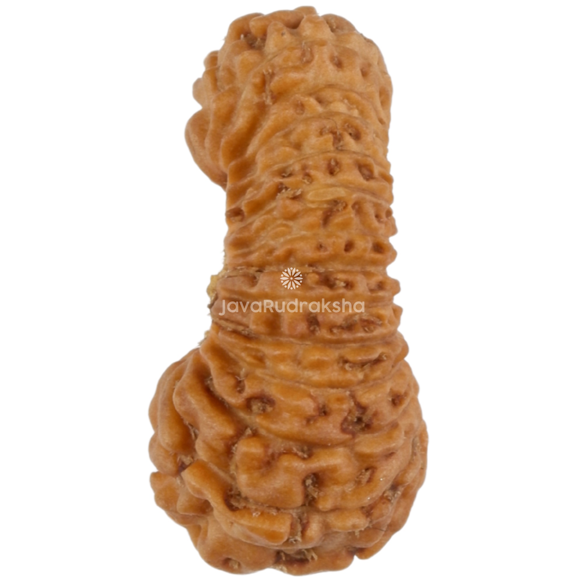 27 Mukhi Java Rudraksha 13.62 mm left side view