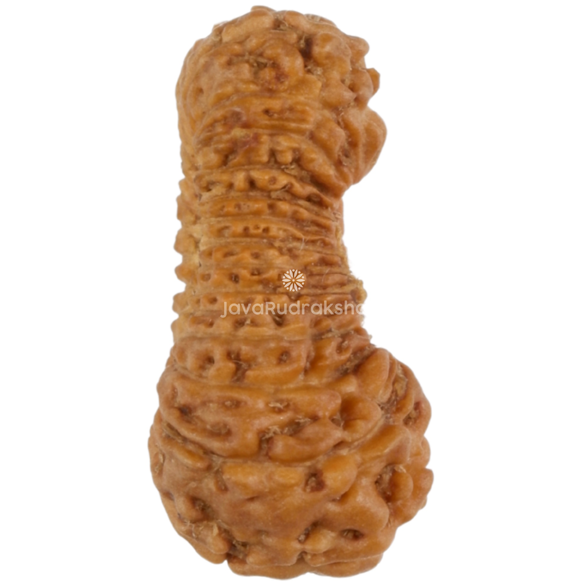 27 Mukhi Java Rudraksha 13.62 mm right side view