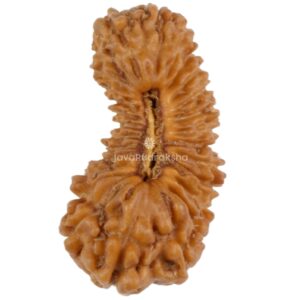 27 Mukhi Java Rudraksha 13.62 mm top view