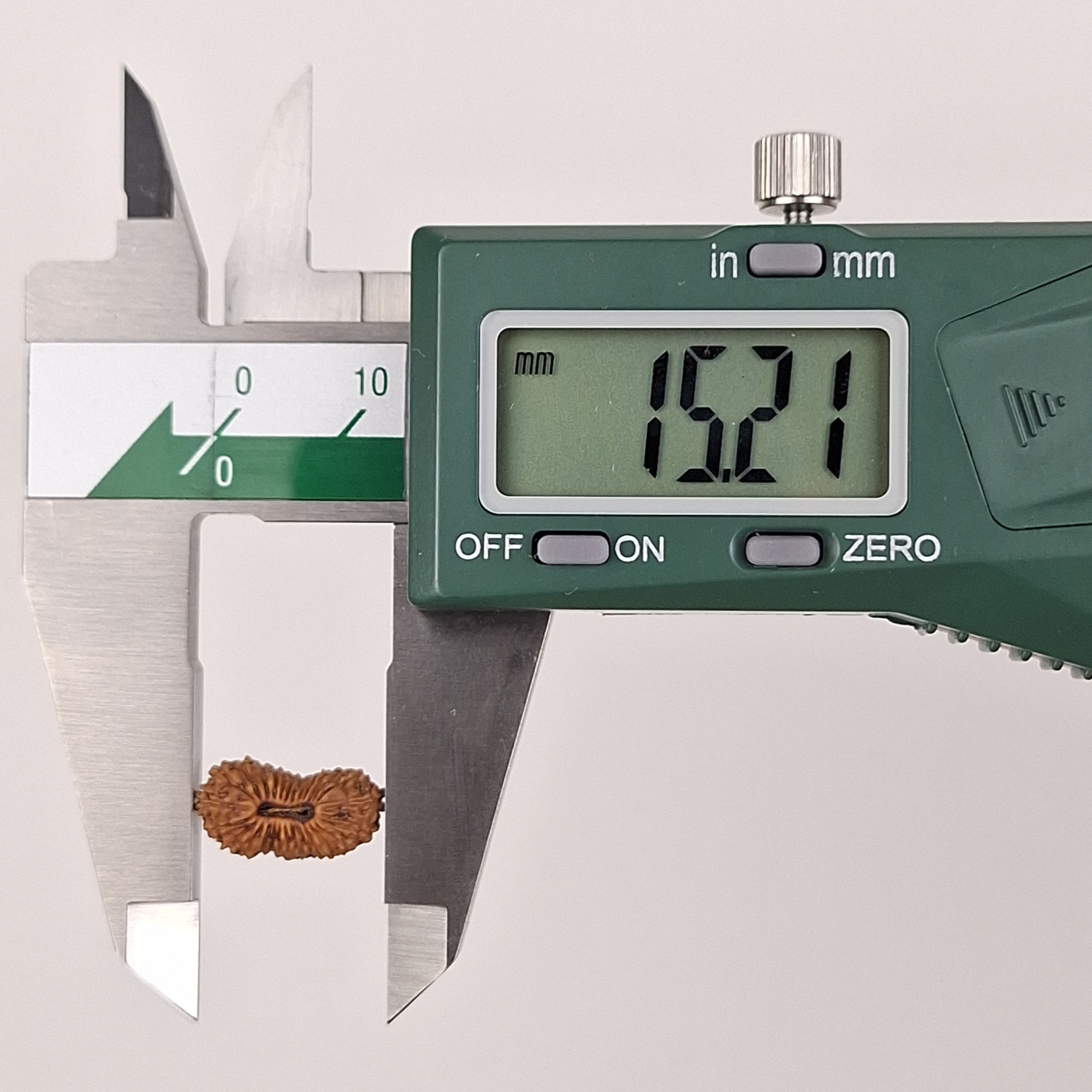 27 Mukhi Java Rudraksha 15.21 mm length measurement