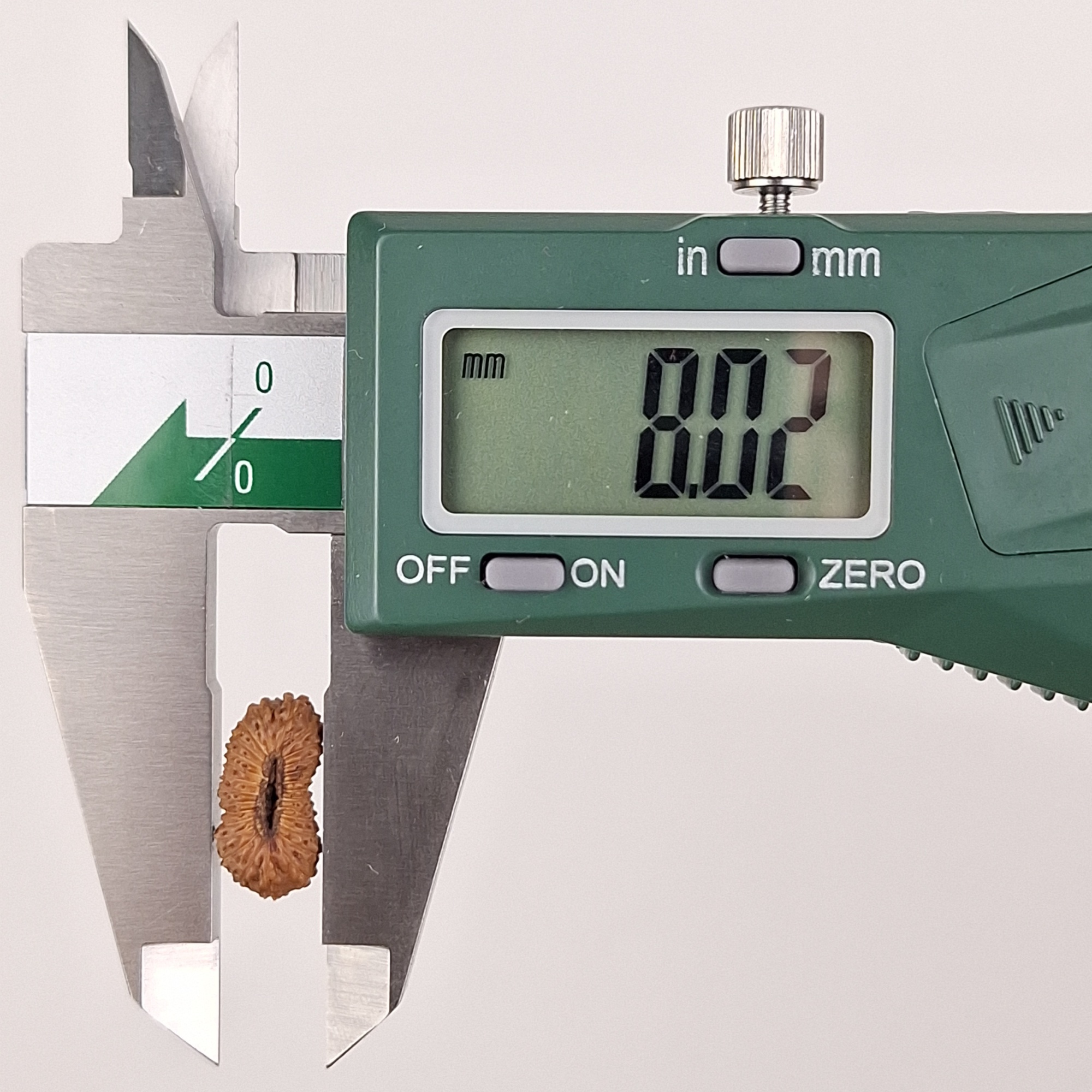 27 Mukhi Java Rudraksha 8.02 mm width measurement