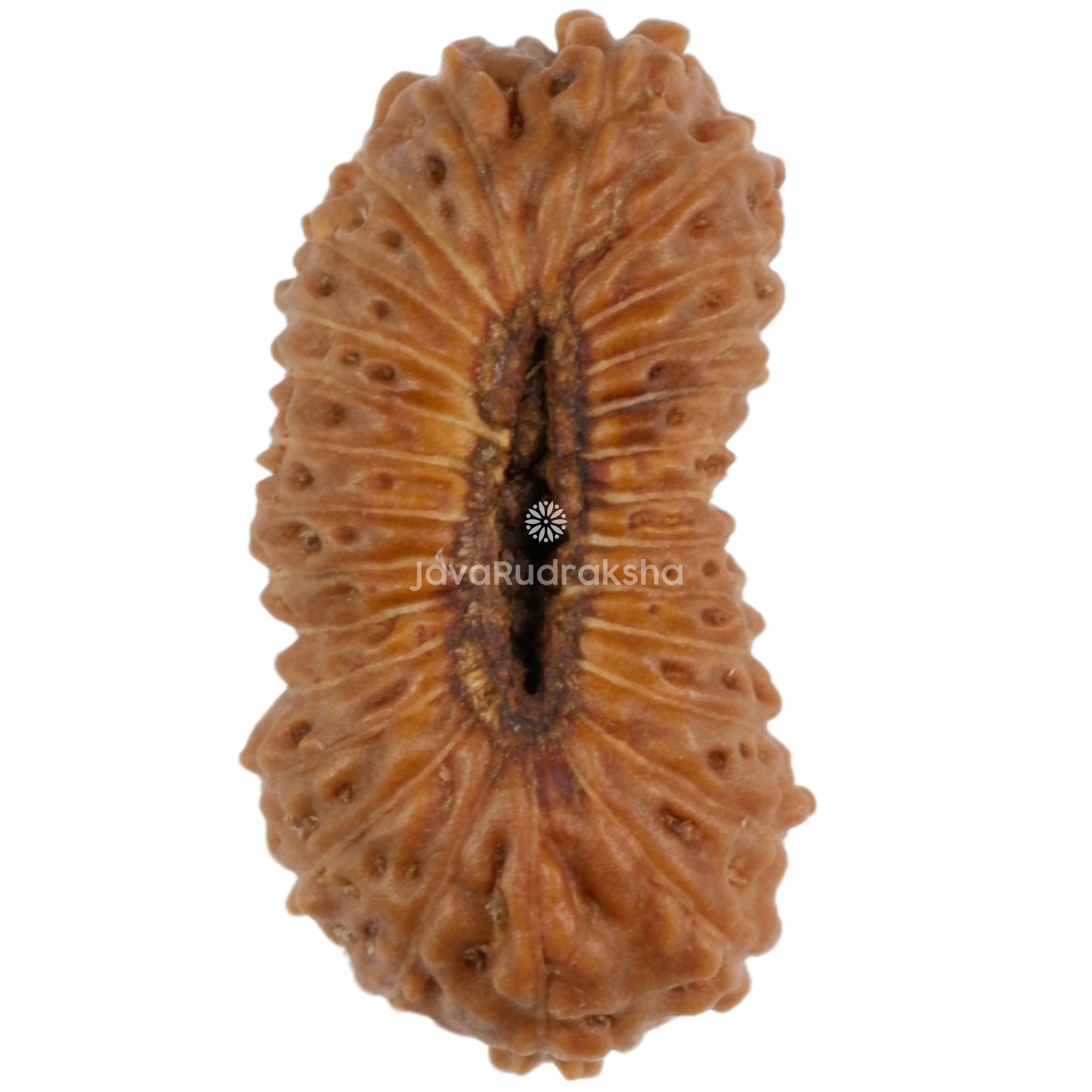 27 Mukhi Java Rudraksha 15.21 mm bottom view
