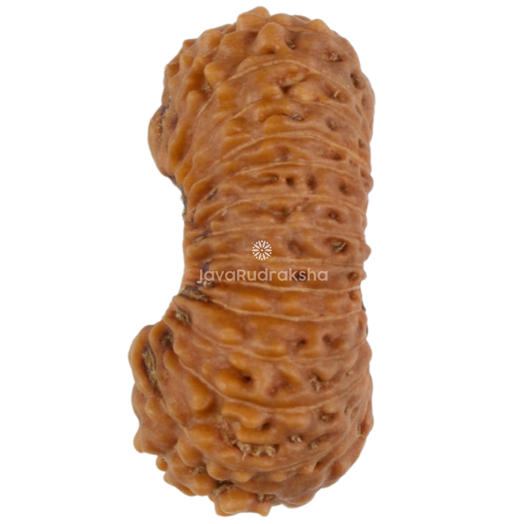 27 Mukhi Java Rudraksha 15.21 mm left side view