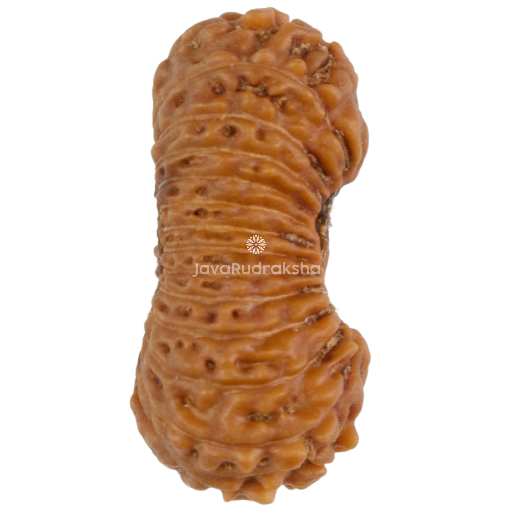 27 Mukhi Java Rudraksha 15.21 mm right side view