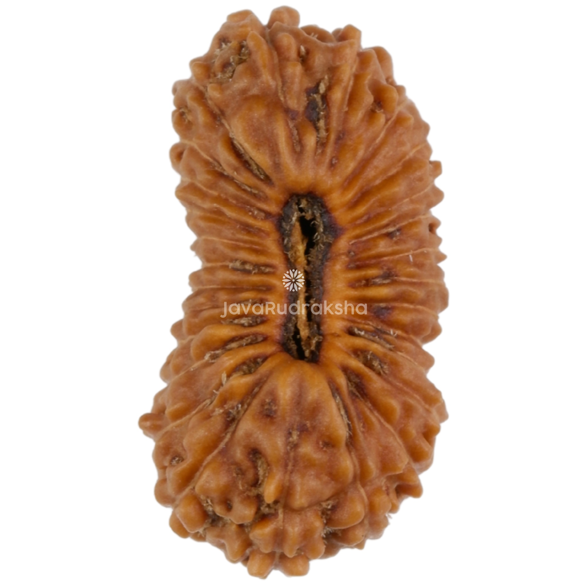 27 Mukhi Java Rudraksha 15.21 mm top view