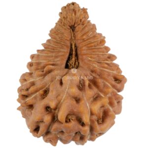 28 Mukhi Java Rudraksha 16.96 mm top view