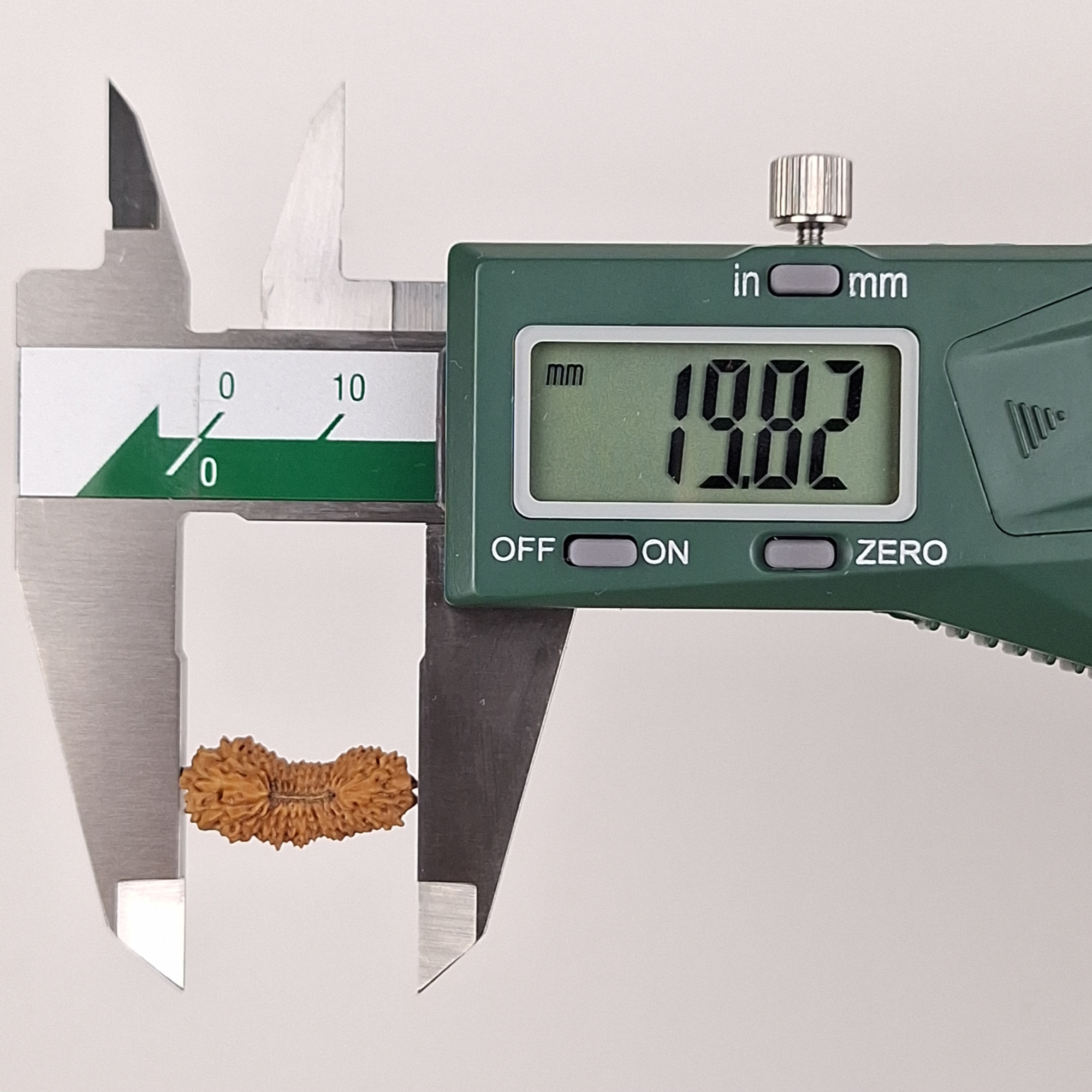 29 Mukhi Java Rudraksha 19.82 mm length measurement