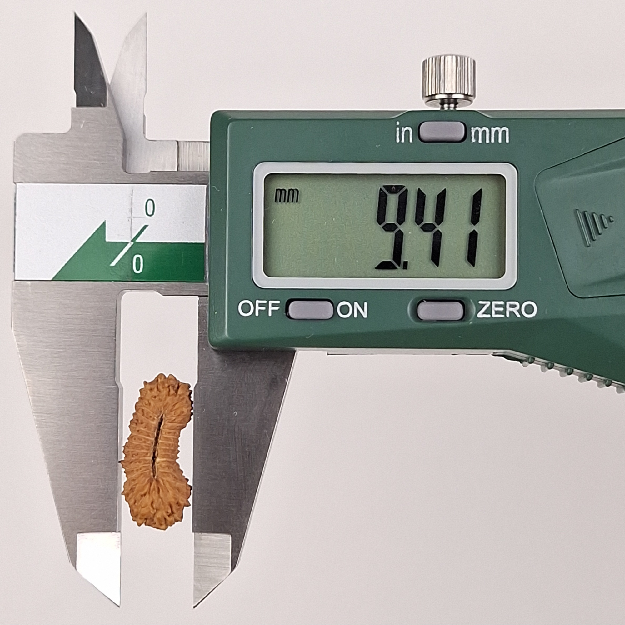 29 Mukhi Java Rudraksha 9.41 mm width measurement