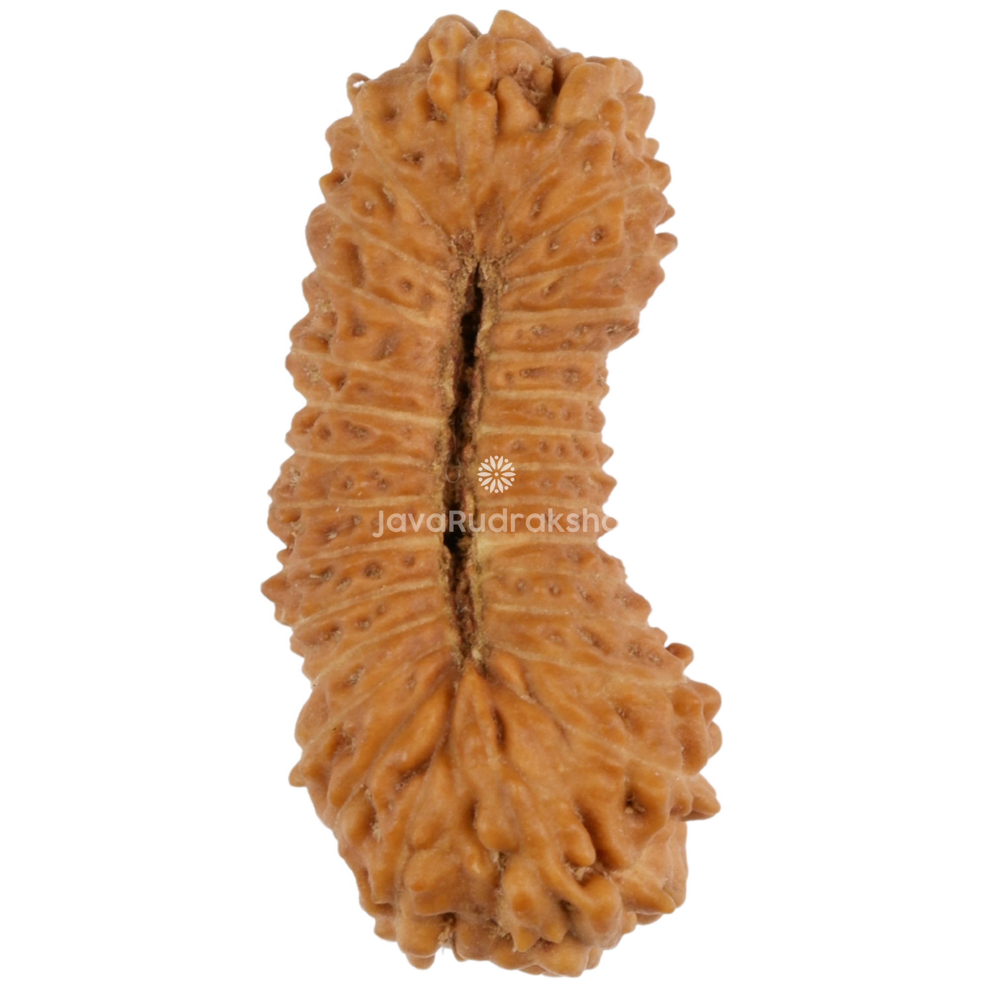 29 Mukhi Java Rudraksha 19.82 mm bottom view