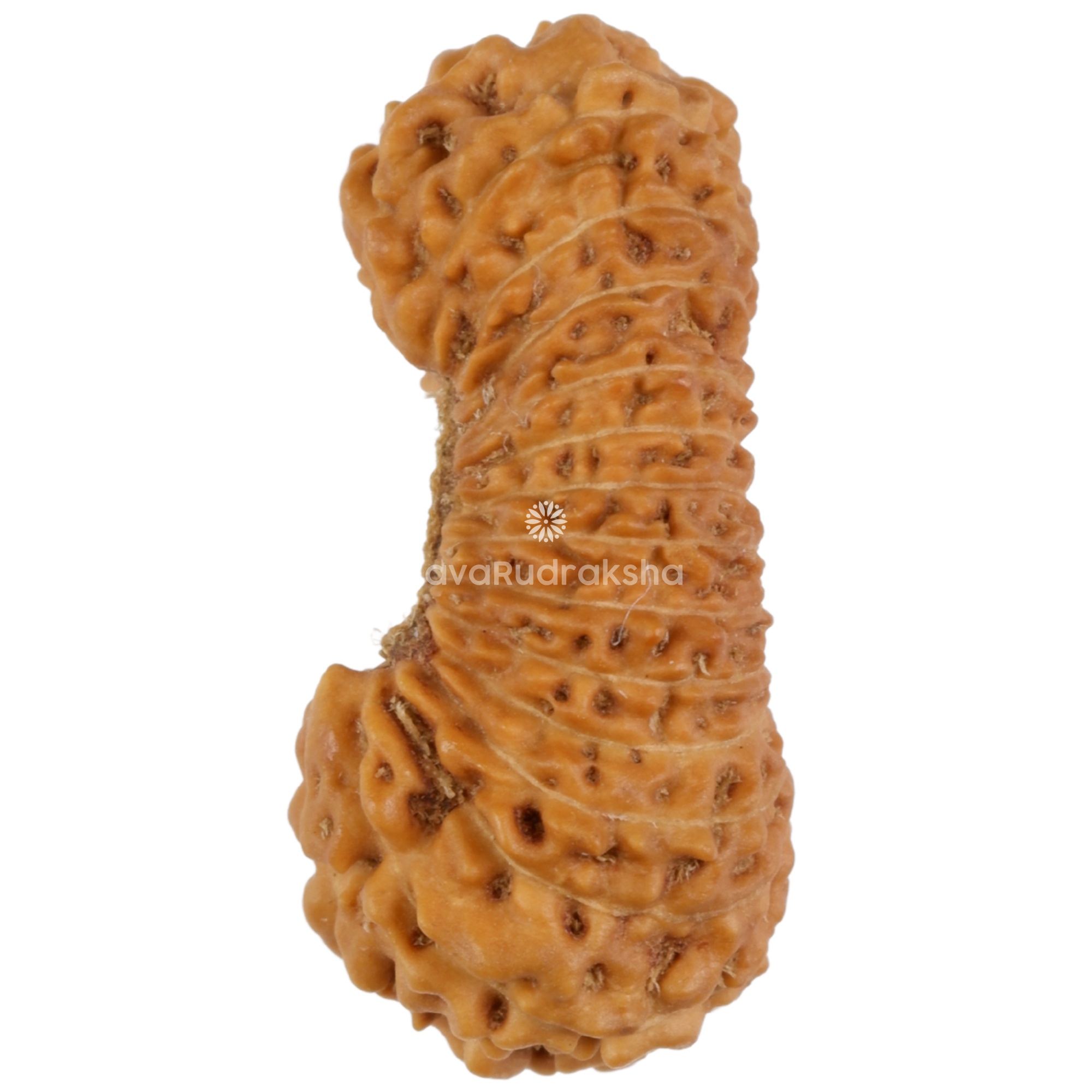 29 Mukhi Java Rudraksha 19.82 mm left side view